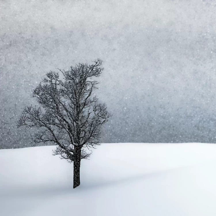 Lonely Tree Idyllic Winterlandscape