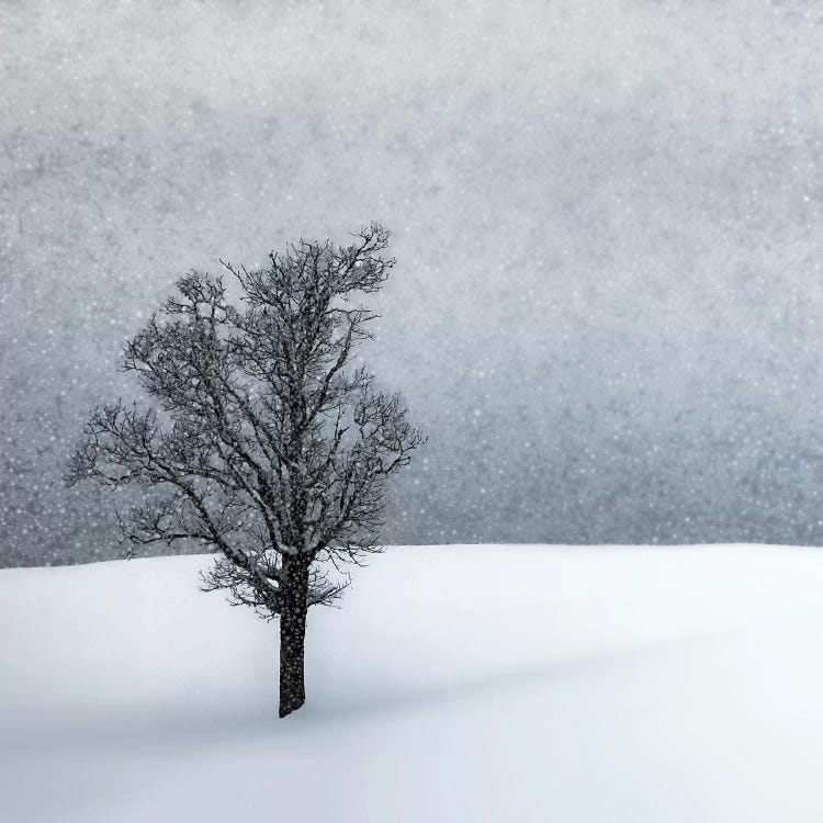 Lonely Tree Idyllic Winterlandscape by Melanie Viola wall art