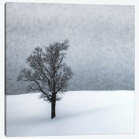 Lonely Tree Idyllic Winterlandscape Canvas Print #MEV377} by Melanie Viola Canvas Art Print
