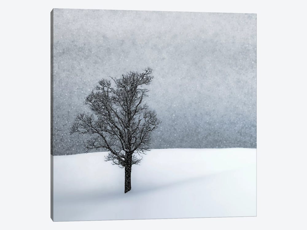Lonely Tree Idyllic Winterlandscape by Melanie Viola 1-piece Canvas Wall Art