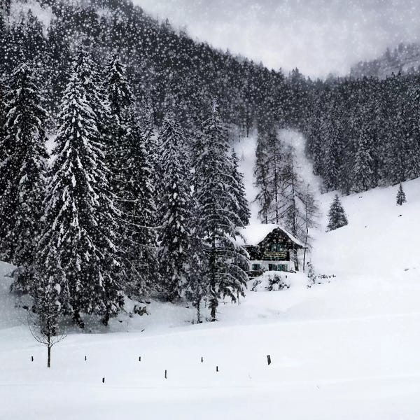 Evergreen Trees: Bavarian Winters Tale IX by Melanie Viola