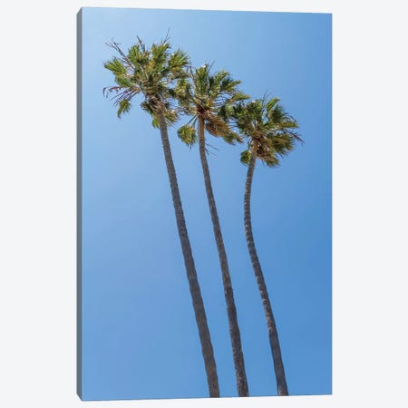 Palm Trees At The Beach Canvas Print #MEV395} by Melanie Viola Art Print
