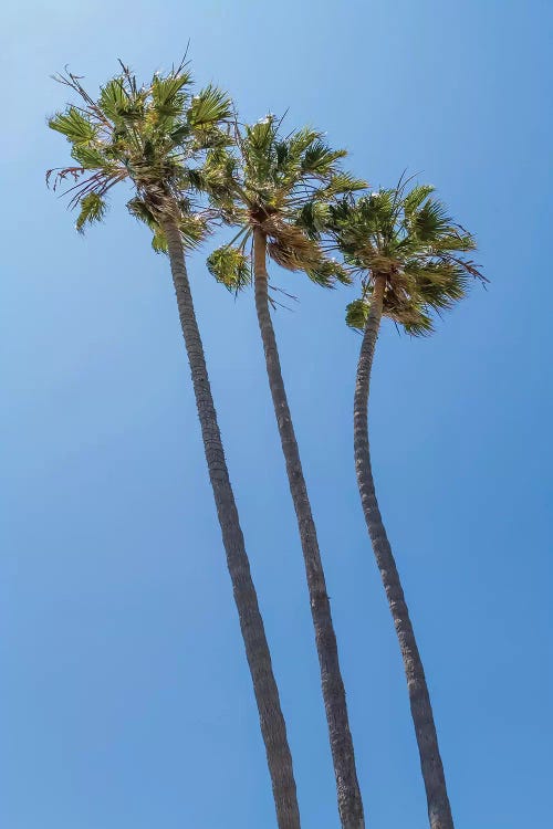 Palm Trees At The Beach