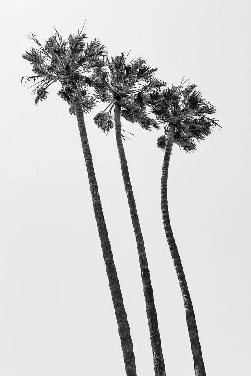 Palm Trees At The Beach | Monochrome by Melanie Viola wall art