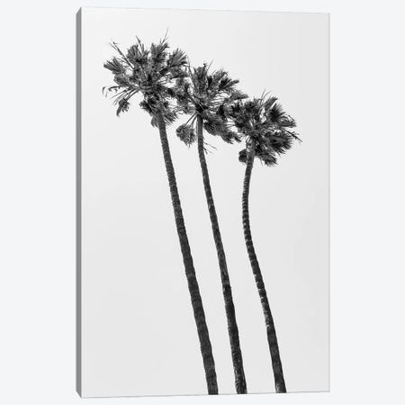 Palm Trees At The Beach | Monochrome Canvas Print #MEV396} by Melanie Viola Art Print