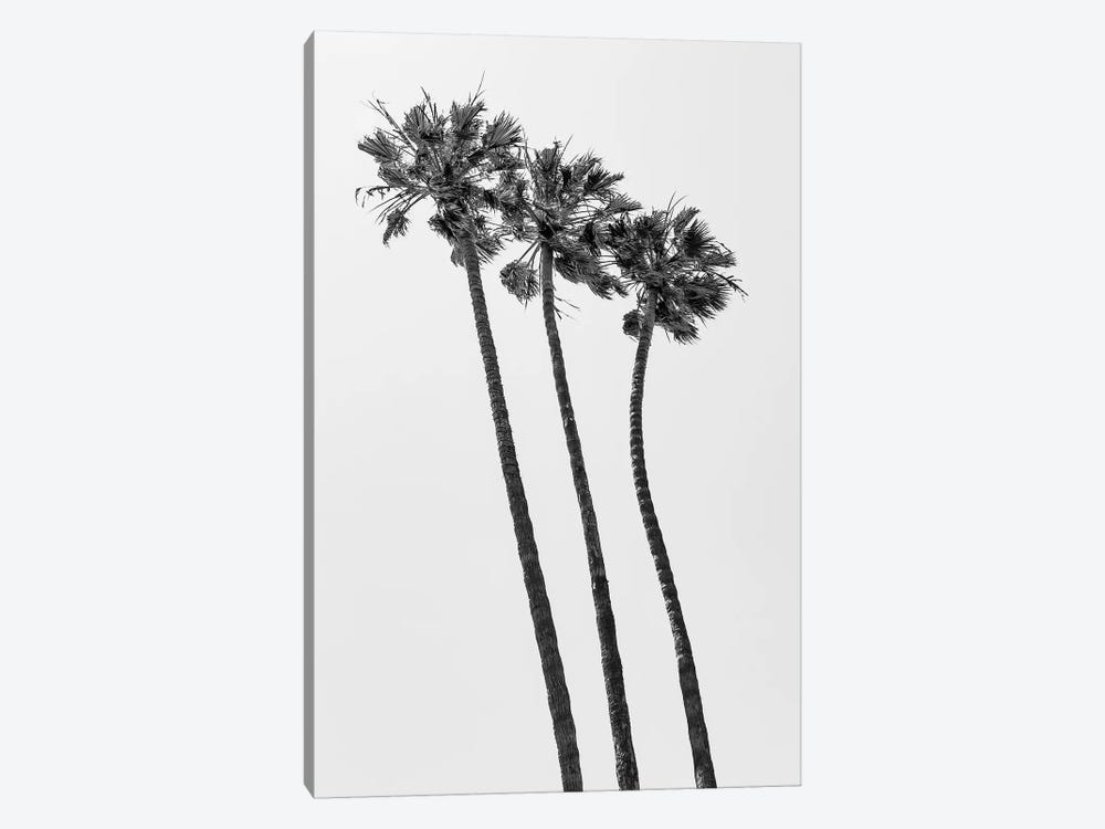 Palm Trees At The Beach | Monochrome by Melanie Viola 1-piece Canvas Art Print