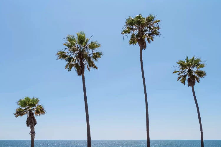 Palm Trees By The Sea