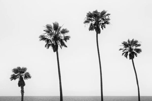 Tropical Living Room: Palm Trees By The Sea | Monochrome by Melanie Viola