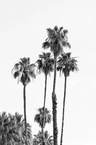 Palm Trees | Monochrome by Melanie Viola art print