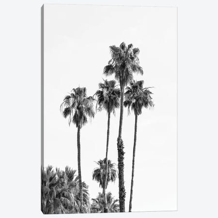 Palm Trees | Monochrome Canvas Print #MEV399} by Melanie Viola Canvas Art