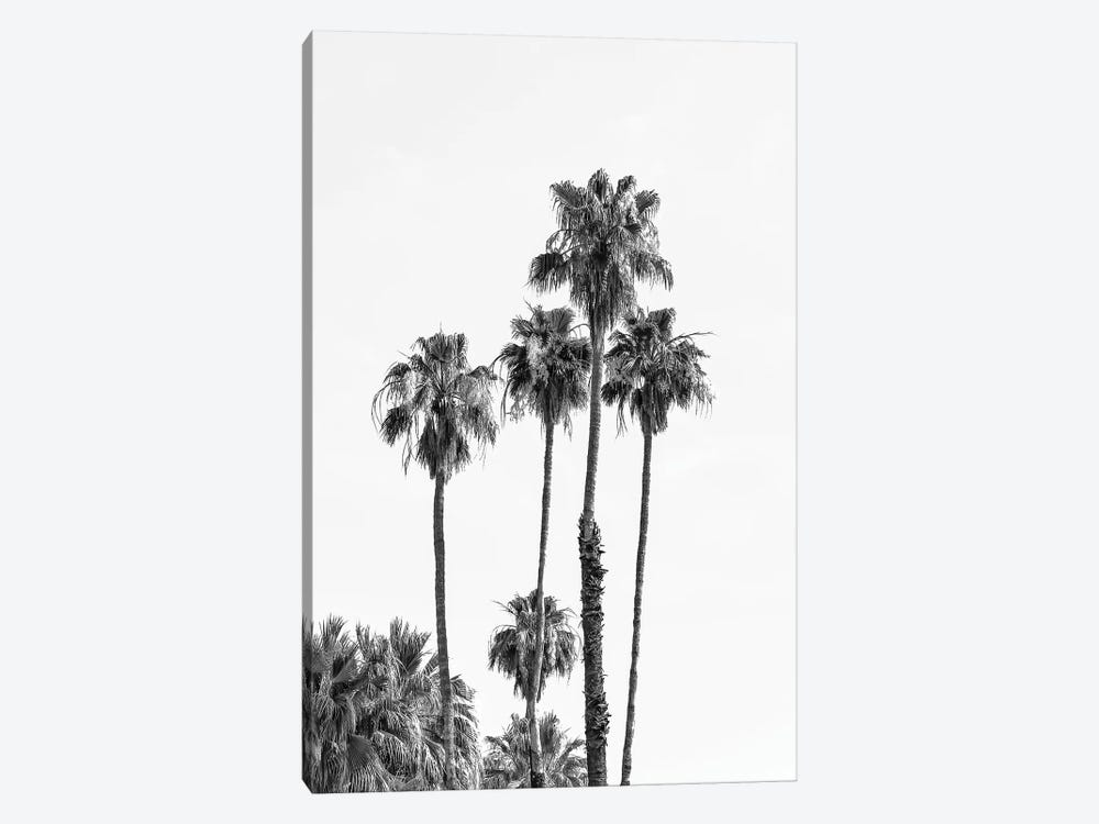 Palm Trees | Monochrome by Melanie Viola 1-piece Canvas Art