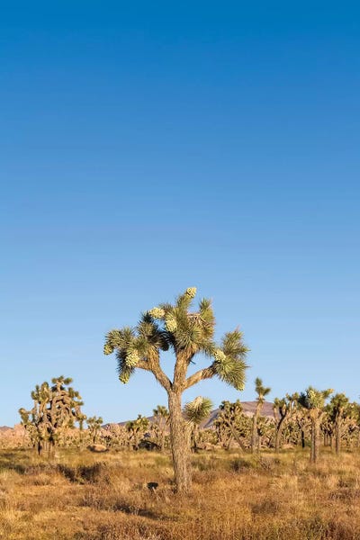 Joshua Trees by Melanie Viola framed canvas print