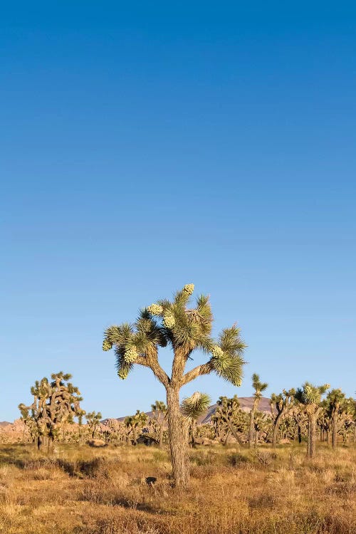 Joshua Trees