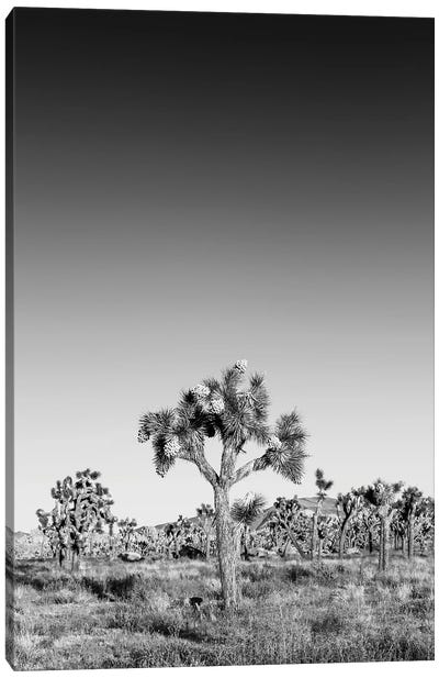 Joshua Trees Monochrome Canvas Art Print - Desert Landscape Photography