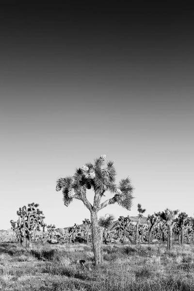 Joshua Tree National Park: Joshua Trees Monochrome by Melanie Viola