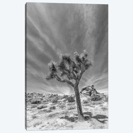 Lonely Joshua Tree Monochrome Canvas Print #MEV408} by Melanie Viola Canvas Art