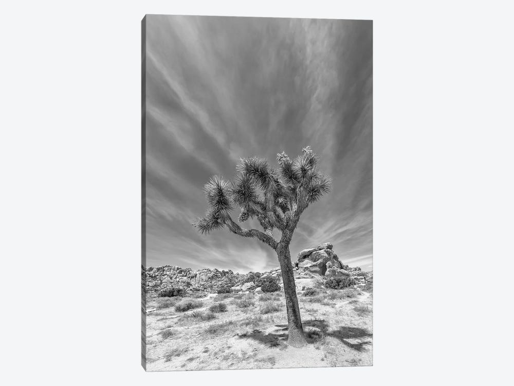 Lonely Joshua Tree Monochrome by Melanie Viola 1-piece Canvas Print