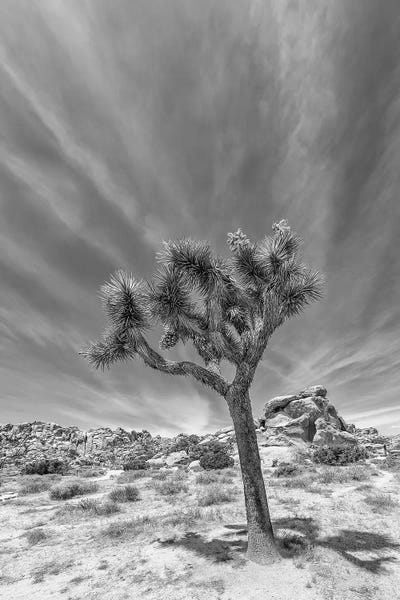 Joshua Tree National Park: Lonely Joshua Tree Monochrome by Melanie Viola