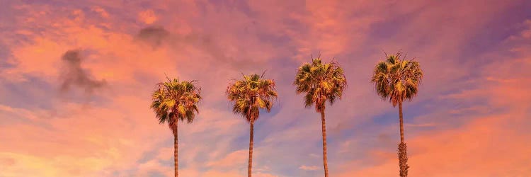 Palm Trees Sunset | Panoramic View