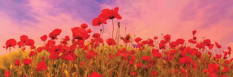 Idyllic Field Of Poppies At Sunset