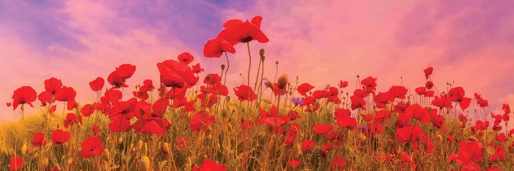 Idyllic Field Of Poppies At Sunset by Melanie Viola wall art