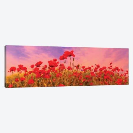 Idyllic Field Of Poppies At Sunset Canvas Print #MEV415} by Melanie Viola Canvas Art