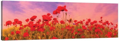 Idyllic Field Of Poppies At Sunset Canvas Art Print - Melanie Viola