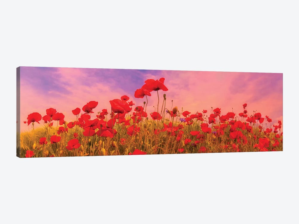 Idyllic Field Of Poppies At Sunset by Melanie Viola 1-piece Art Print