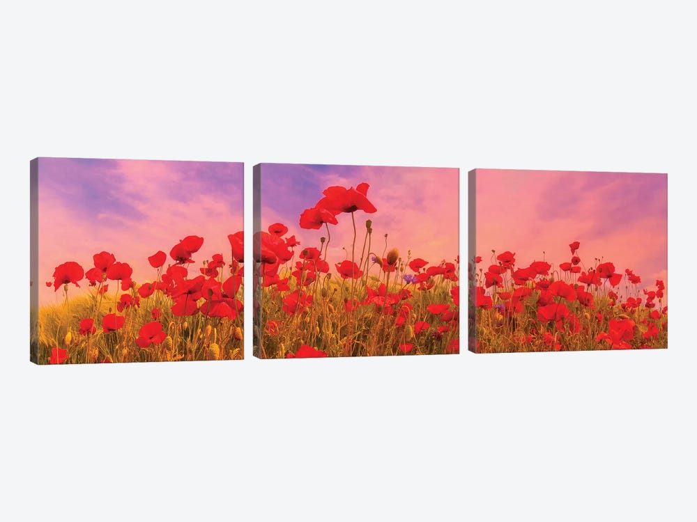 Idyllic Field Of Poppies At Sunset by Melanie Viola 3-piece Art Print