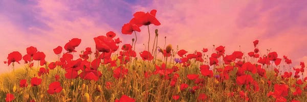 Poppies: Idyllic Field Of Poppies At Sunset by Melanie Viola