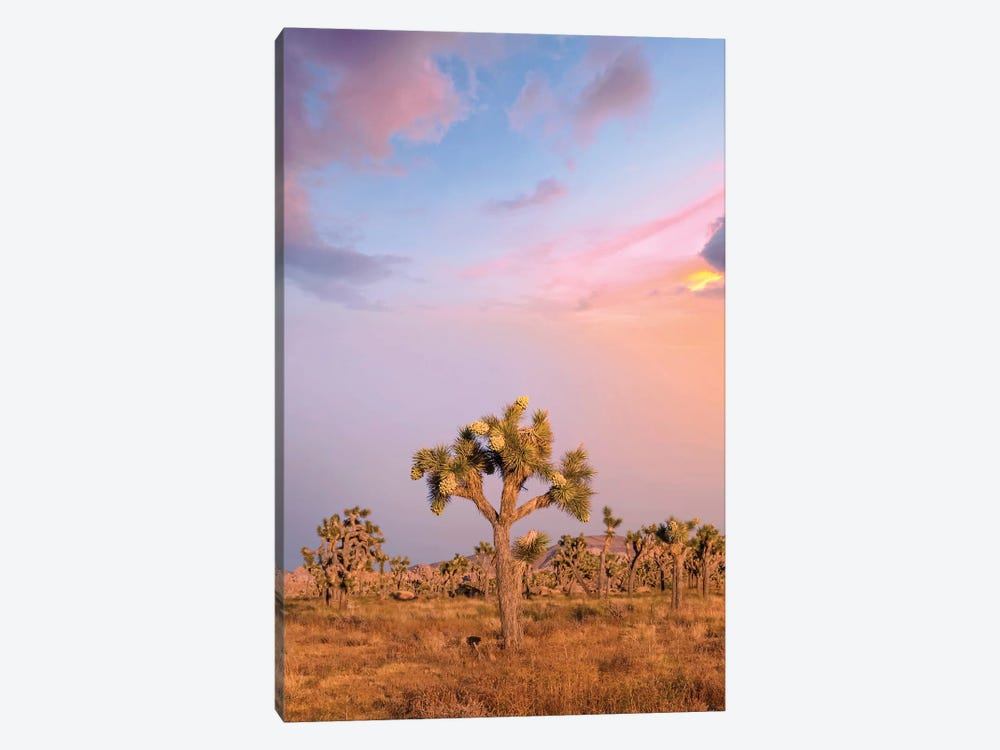 Lovely Sunset At Joshua Tree National Park by Melanie Viola 1-piece Canvas Art