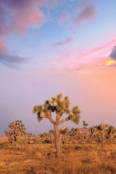 Joshua Tree National Park: Lovely Sunset At Joshua Tree National Park by Melanie Viola