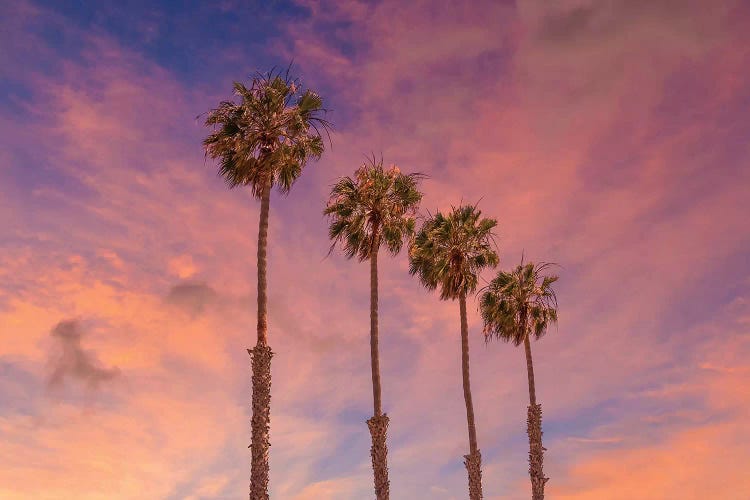 Palm Trees - Idyllic Sunset