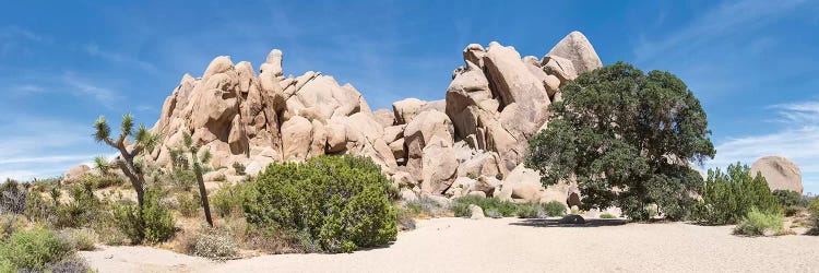 Life Oak - Joshua Tree National Park Panorama