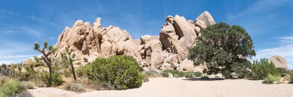Joshua Tree National Park: Life Oak - Joshua Tree National Park Panorama by Melanie Viola