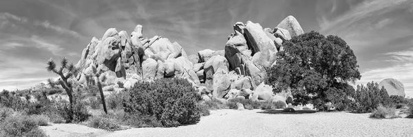 Joshua Tree National Park: Life Oak - Joshua Tree National Park Monochrome Panorama by Melanie Viola