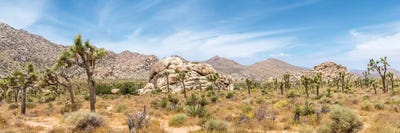 Scenic Panorama - Joshua Tree National Park by Melanie Viola framed canvas print