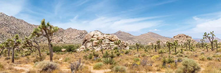 Scenic Panorama - Joshua Tree National Park