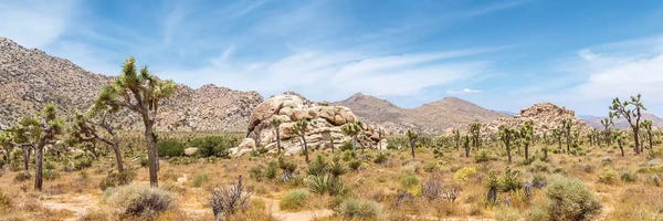 California: Scenic Panorama - Joshua Tree National Park by Melanie Viola