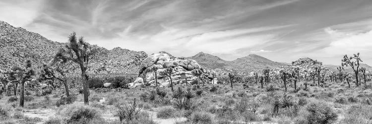 Scenic Monochrome Panorama - Joshua Tree National Park