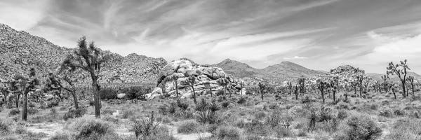 Desert: Scenic Monochrome Panorama - Joshua Tree National Park by Melanie Viola