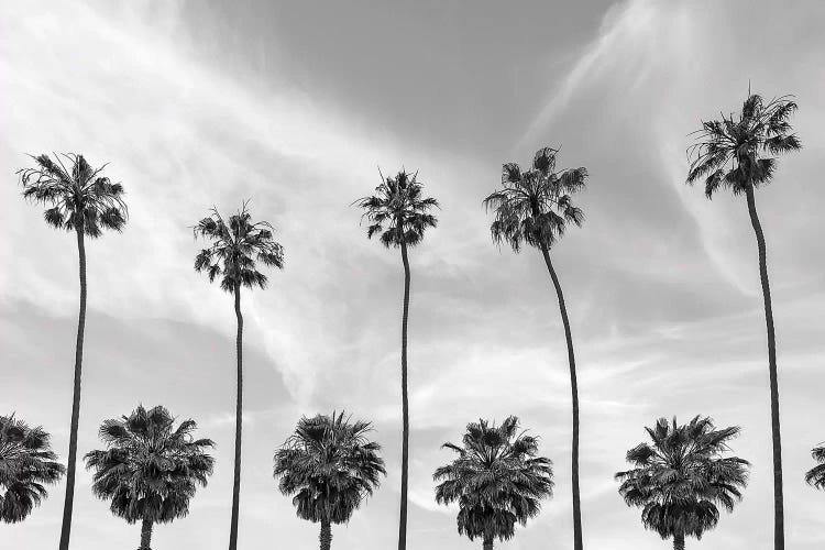 Palm Trees In La Jolla, California