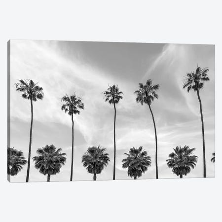 Palm Trees In La Jolla, California Canvas Print #MEV435} by Melanie Viola Canvas Artwork