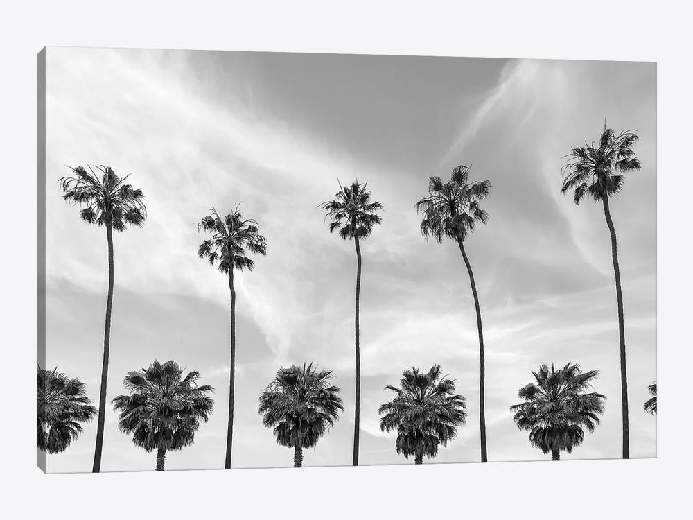 Palm Trees In La Jolla, California by Melanie Viola 1-piece Canvas Art Print