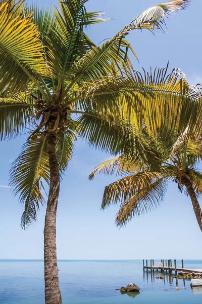 Tree Close-Ups: Florida Just Paradise by Melanie Viola