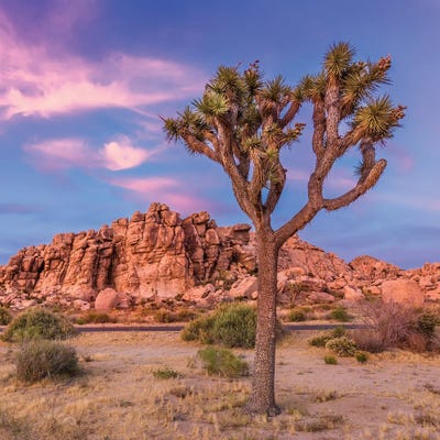 Joshua Tree Evening Scenery by Melanie Viola acrylic art print
