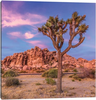 Joshua Tree Evening Scenery Canvas Art Print - Desert Landscape Photography