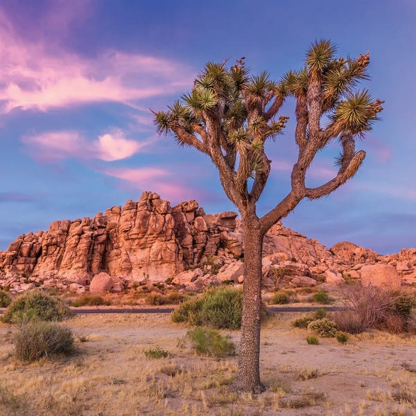 Joshua Tree National Park: Joshua Tree Evening Scenery by Melanie Viola