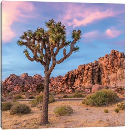 Joshua Tree Sunset Mood Canvas Art Print - Desert Landscape Photography