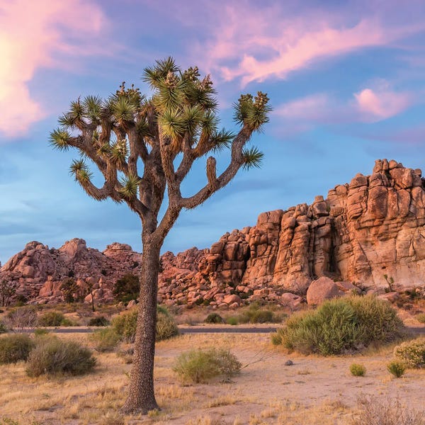 Joshua Tree National Park: Joshua Tree Sunset Mood by Melanie Viola